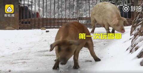 南方的豬第一次看見雪樂瘋了！二師兄組團(tuán)花式滑冰搞笑視頻