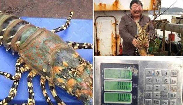 中華錦繡龍蝦多少錢一斤？漁民捕獲超大“七彩神蝦”長(zhǎng)1.2米重6.6斤