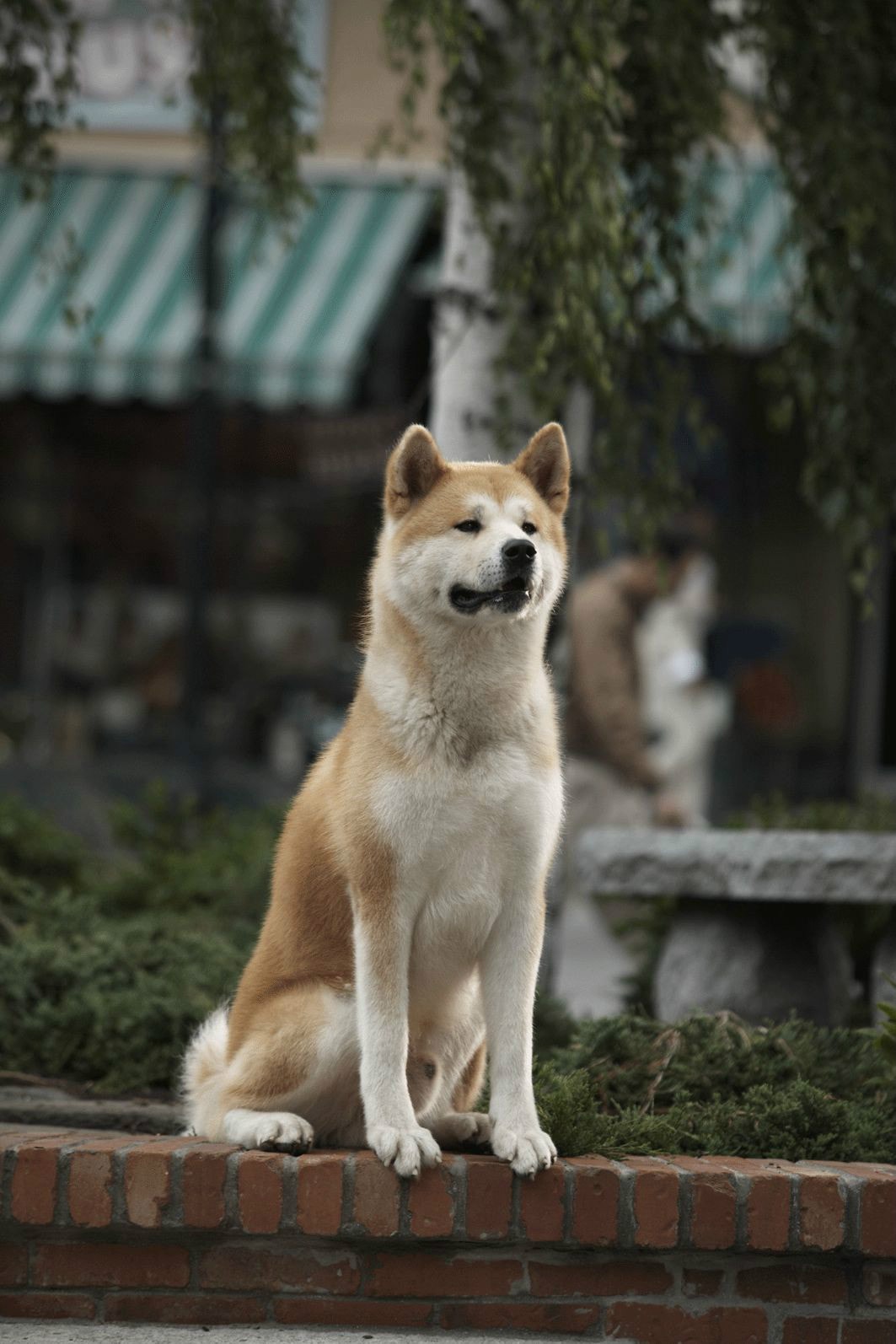 http://www.119127.cn/pics/default/download/1409b5d56df771a5b962e3c5e159f17d.jpg