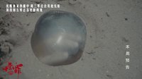 《十宗罪》本周預(yù)告 震驚！兇手用人體殘肢做琥珀？！