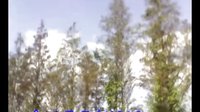[拍客]秋風(fēng)掃落葉芝麻情觸景生情有感