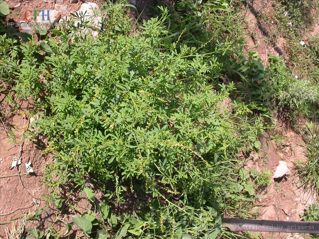 黃香草木犀