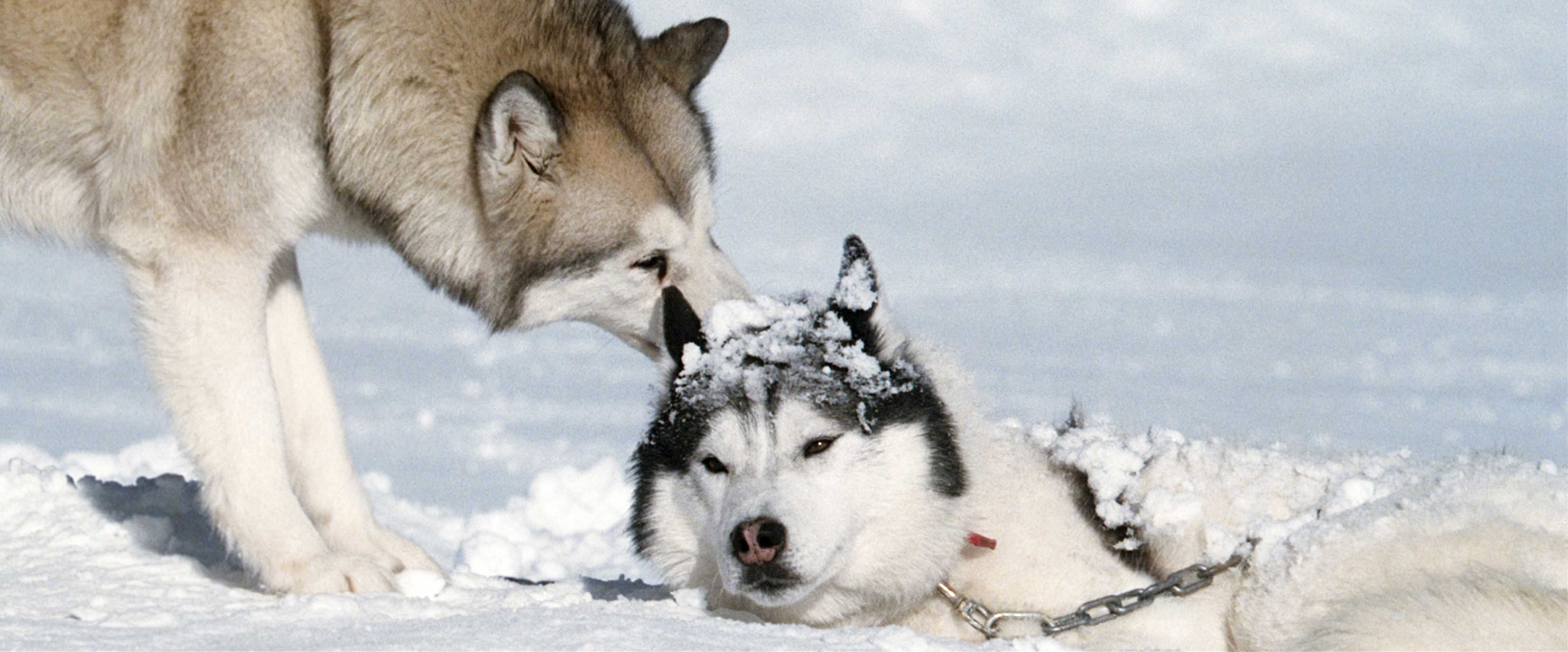 http://www.119127.cn/pics/default/download/362c139dfa4399f98399e06d499806f2.jpg
