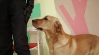 神犬小七 TV版 《神犬小七》曝花絮 明星犬演技驚艷挑戰(zhàn)行業(yè)新高度