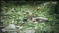泰國三臺2012下半年新劇推介高清預(yù)告--《金盞花》（Por、Yaya）