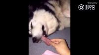 二哈在睡熟，主人拉扯舌頭，突然眼睛睜開，鏟屎的，你拉疼我了！[二哈]