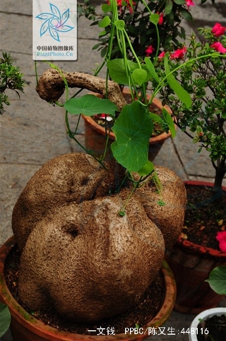 http://www.119127.cn/pics/default/download/4acfd1530f44e093759eef25fb2768c8.jpg