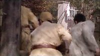 電視劇《姥爺?shù)目箲?zhàn)》25-34動作粗剪