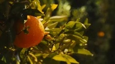 開場(chǎng)10分鐘片段