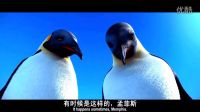 當(dāng)別人的蛋相繼孵化，這個沒有動靜的蛋著實急壞了企鵝爸爸