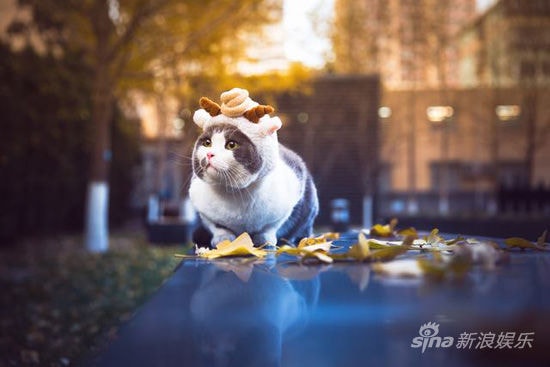 http://www.119127.cn/pics/default/download/564e934071e49e8e2153c62d45491e1d.jpg