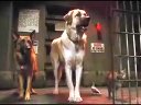 《貓狗大戰2》最新高清預告，貓咪和狗狗的和平時代即將結束？