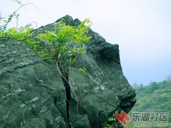 http://www.119127.cn/pics/default/download/5e32de88ef353a5001f1379cb8124031.jpg