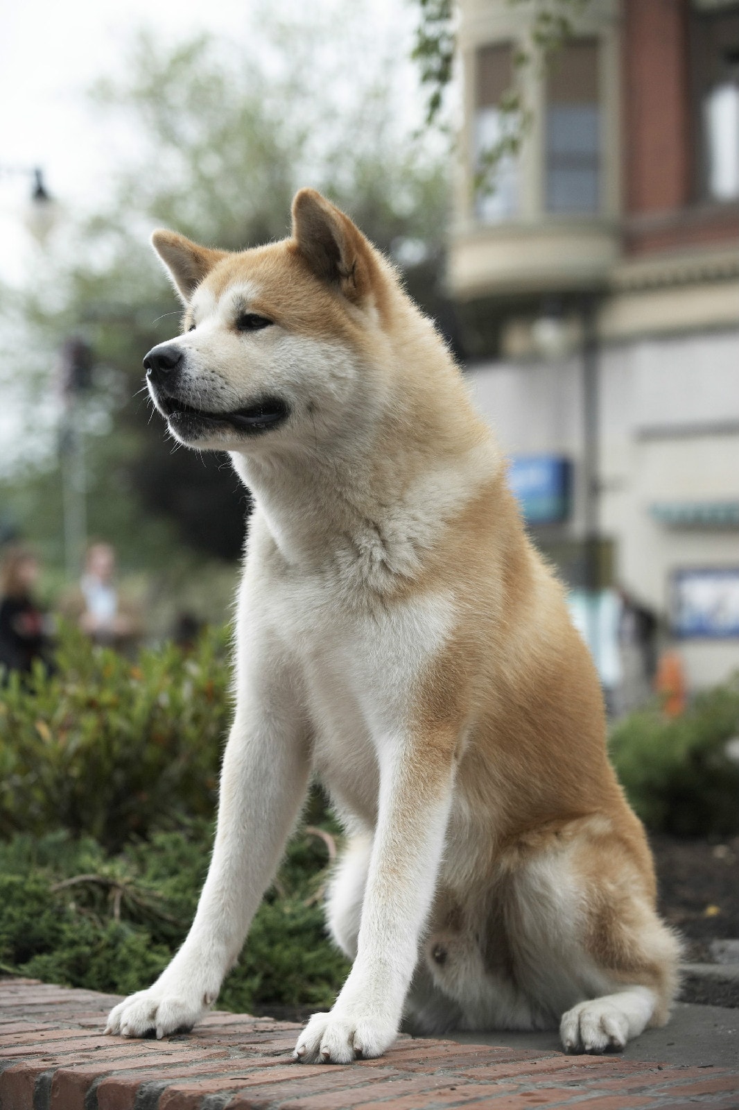 http://www.119127.cn/pics/default/download/60e98f76f9b1bb9c7ea2585fc1445309.jpg