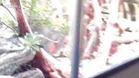 【侏羅紀(jì)公園】危機(jī)四伏，不可預(yù)測(cè)！