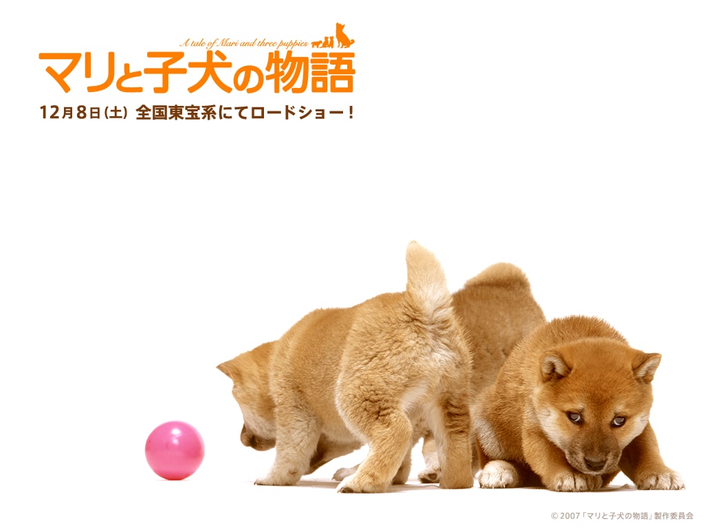 http://www.119127.cn/pics/default/download/778ad8e001abf1e716291c5ffeb62fdd.jpg