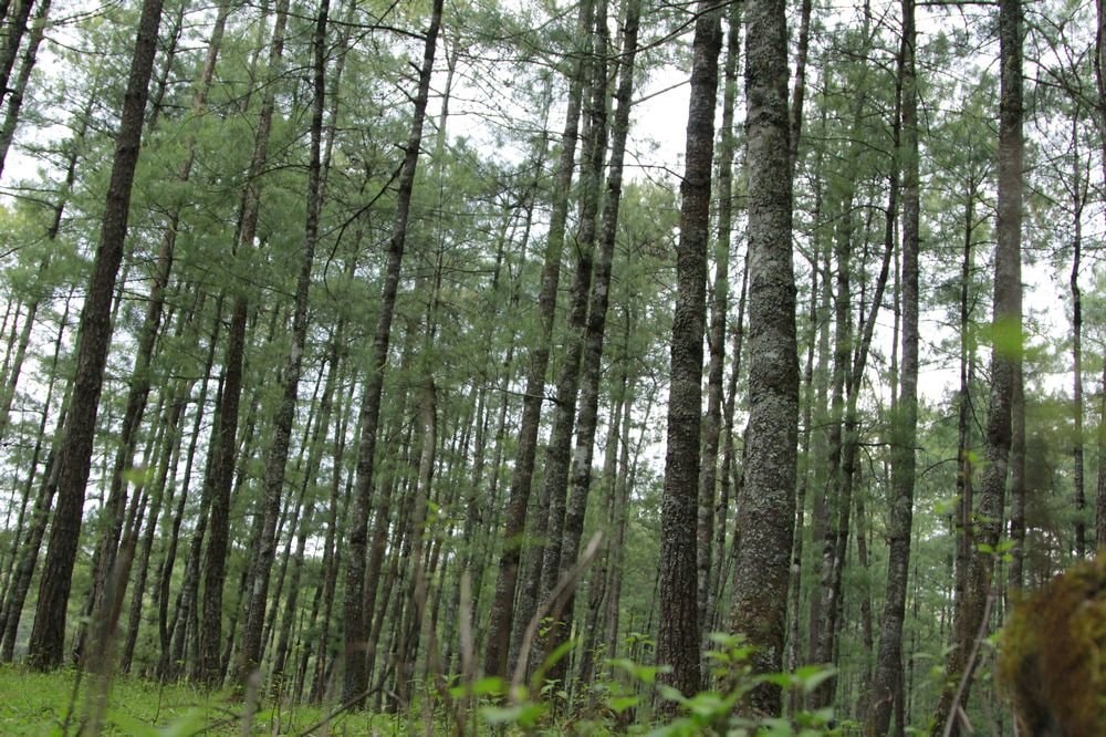 http://www.119127.cn/pics/default/download/8059ff3d17a3f52ffc45920ed4281311.jpg
