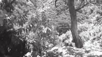 老電影《古剎鐘聲》音樂(lè)片段（二）