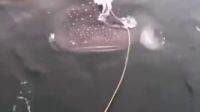 實(shí)拍男子下海站在鯨魚(yú)背上！拿鯨魚(yú)當(dāng)滑水板！太牛逼！