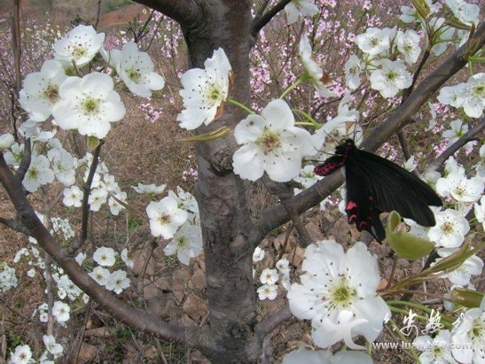 http://www.119127.cn/pics/default/download/83a6aa4056570dac91279ef733b264b2.jpg