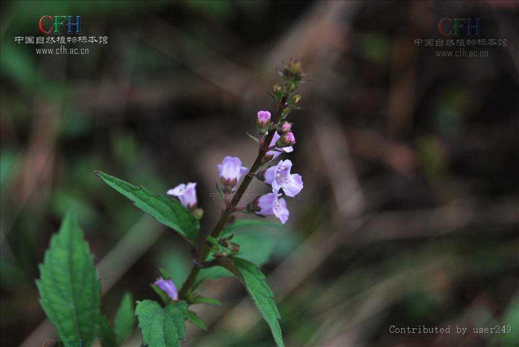 http://www.119127.cn/pics/default/download/8533e18a592af1d2a75448ff255fd6de.jpg