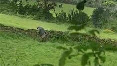 預(yù)告片