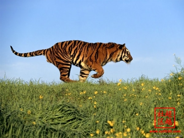 http://www.119127.cn/pics/default/download/8d7b4971a33c394a9b5955af2c904be4.jpg