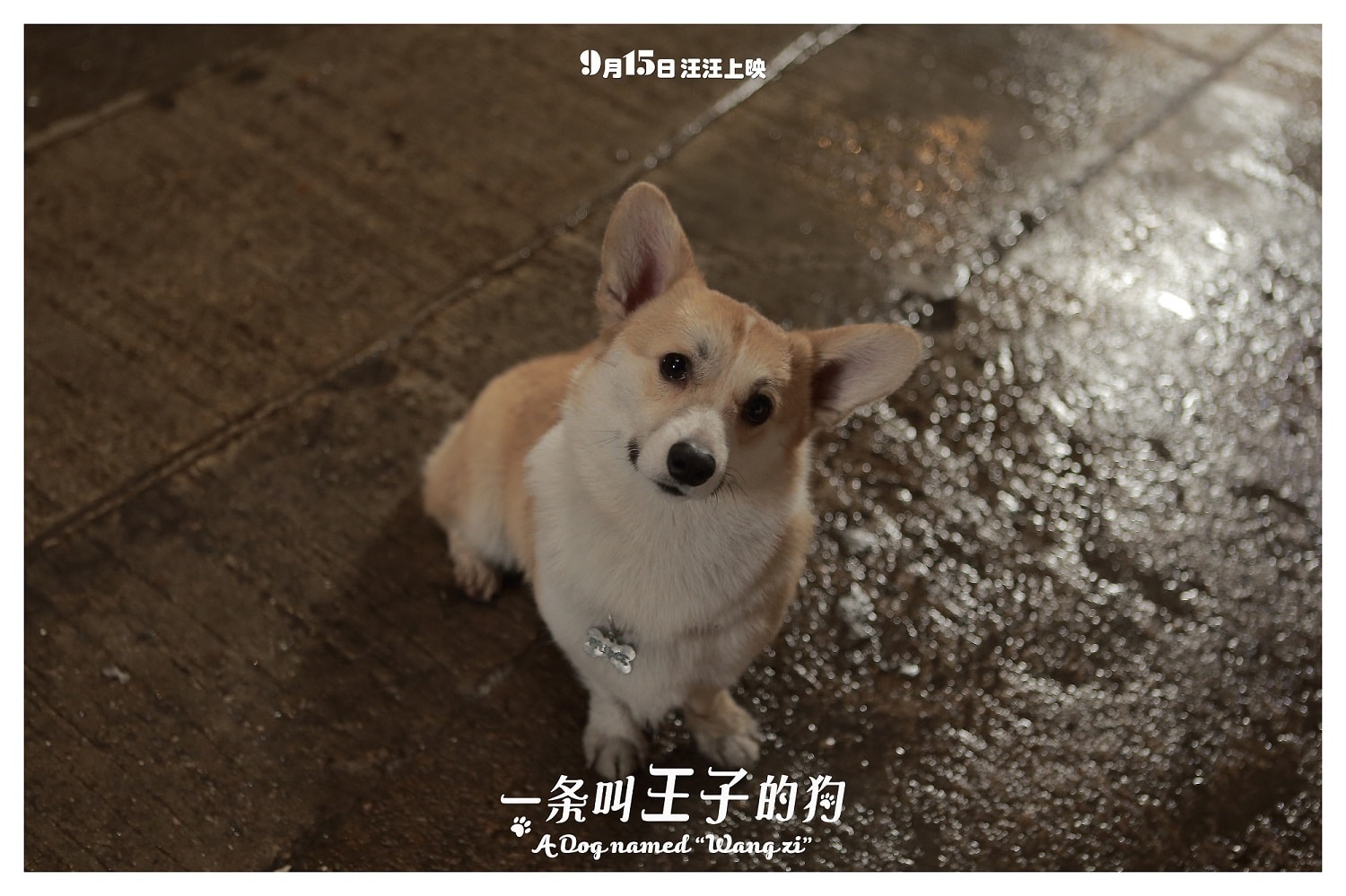 http://www.119127.cn/pics/default/download/99eb57a7046266d063a9bf916829e505.jpg
