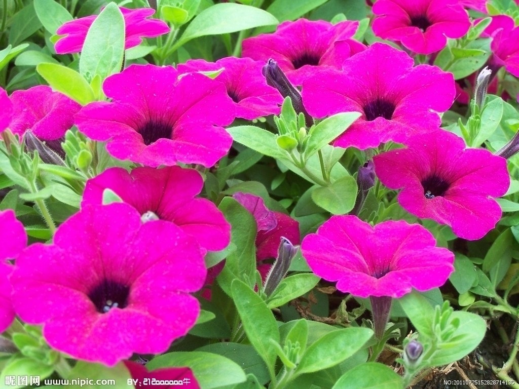 http://www.119127.cn/pics/default/download/9ad9e6959ff7814b519ccc2163e13f03.jpg