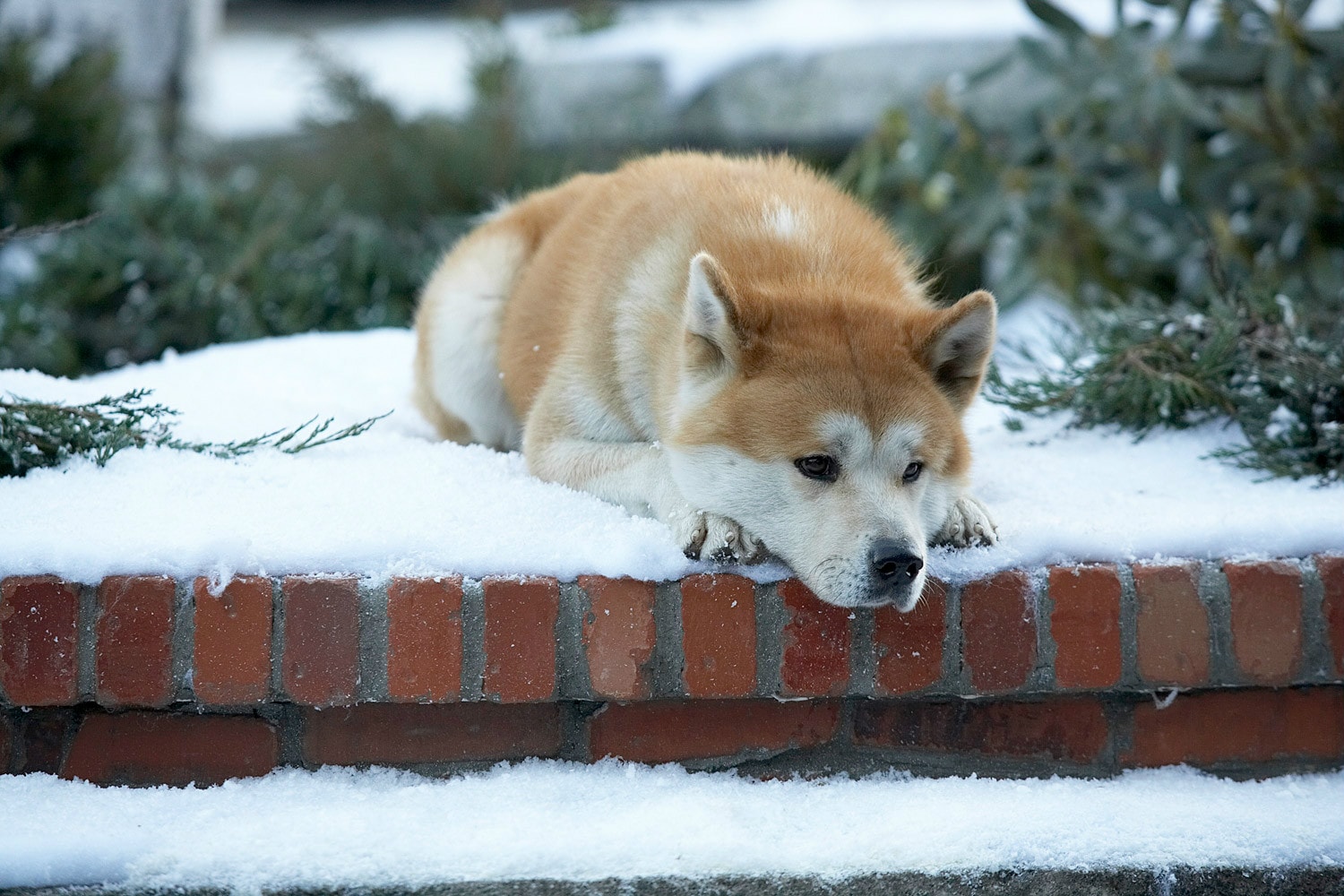 http://www.119127.cn/pics/default/download/ac25f1ef2266a1fef4b858e2182589a1.jpg
