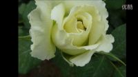 音配畫(huà)霧里看花