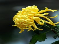 http://www.119127.cn/pics/default/download/c17b22c12a0d4d783ef261986564a680.jpg