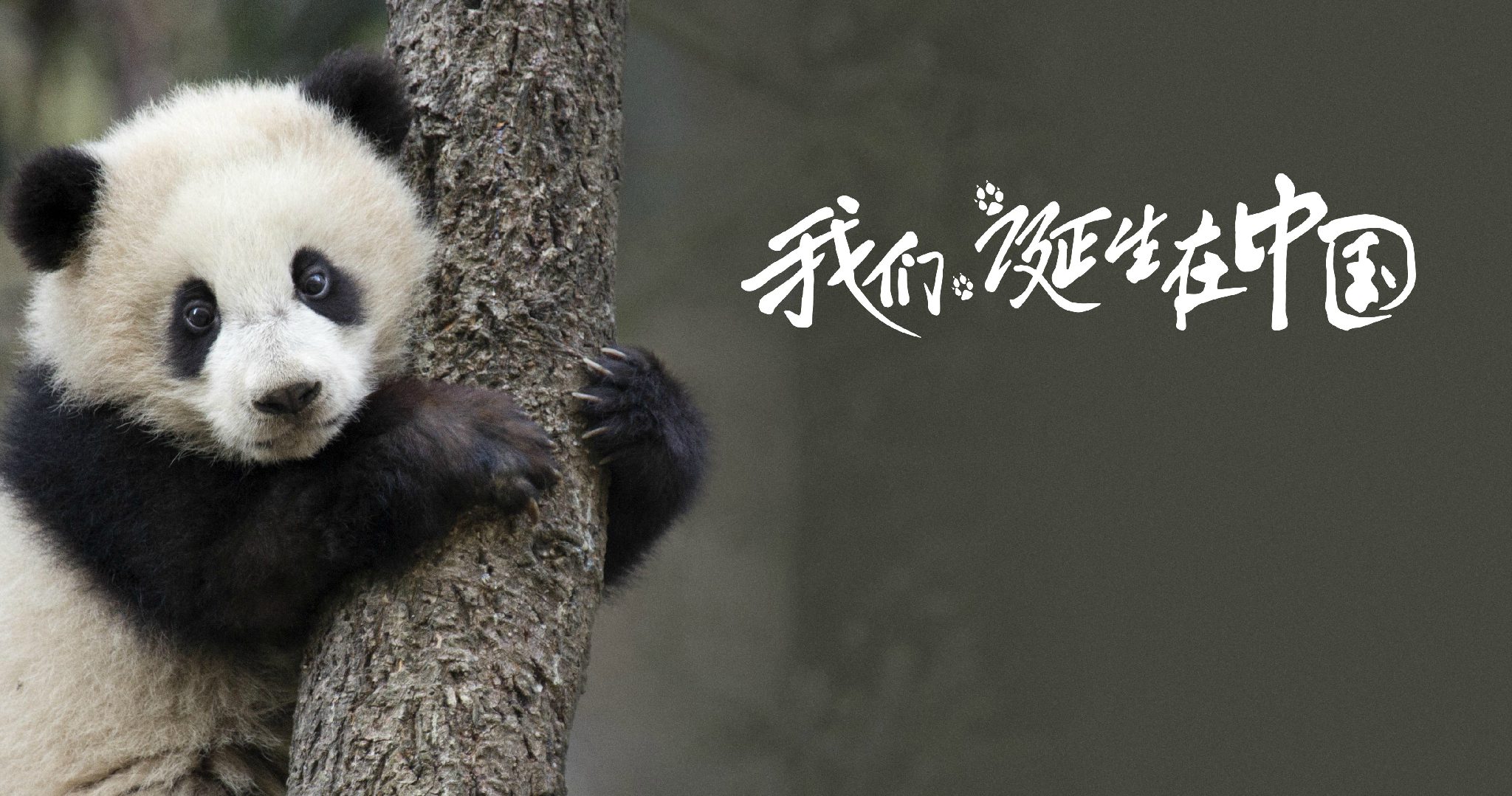 http://www.119127.cn/pics/default/download/c3a5acc9c85c5ba986f3727be50a6f58.jpg