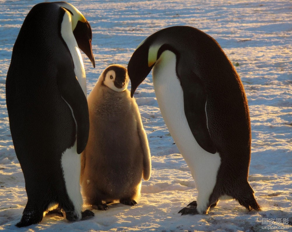 March of the Penguins 大眾影評(píng)網(wǎng)《帝企鵝日記》劇照