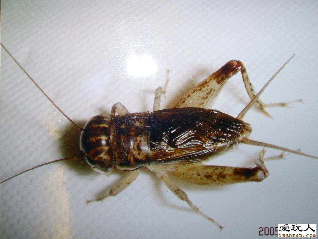http://www.119127.cn/pics/default/download/caccf46ae6489b924c86b49e78e7970b.jpg