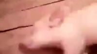 媽媽總說我睡的跟死豬一樣，是不是就這樣？