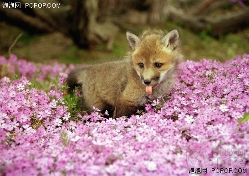 http://www.119127.cn/pics/default/download/d446ba93487e73b320d1f3c882ea0323.jpg
