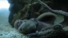 預(yù)告片