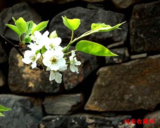 http://www.119127.cn/pics/default/download/f3bdca0a06924b28c602f1357d68e8e4.jpg