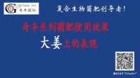 大姜—使用奇豐產(chǎn)品表現(xiàn)