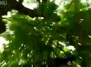 宮心計03高大人剪輯